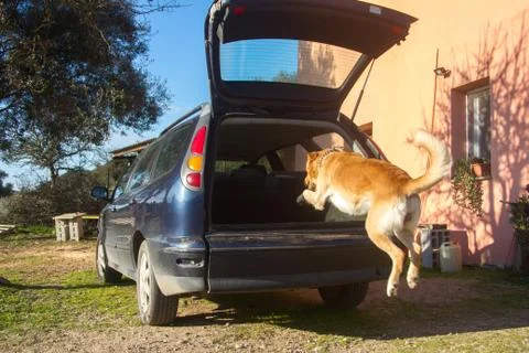 Trained dog jumping inside the rear trunk of the car ready to go-2 Stock Photos