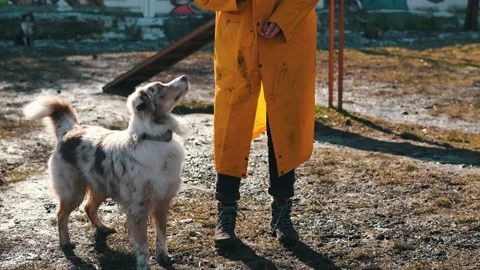 A trained dog jumps over an obstacle. The owner gives the dog food to stimulate Stock Footage 236660185