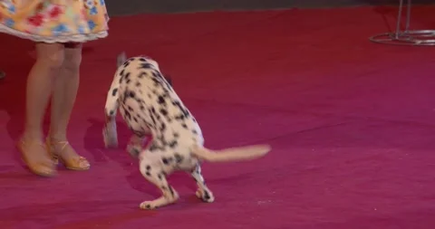 Trained dog is rolling on stage in front of its trainer, circus show with dogs Stock Footage 147191608