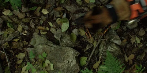 Trained dog running in the forest Stock Footage 86166320