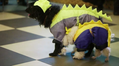 Trained dogs Stock-Footage 35115561