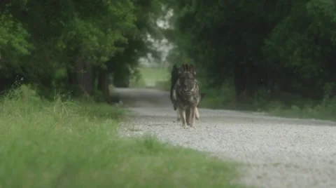Trained dogs running on forest path during the day 스톡 동영상 67554862