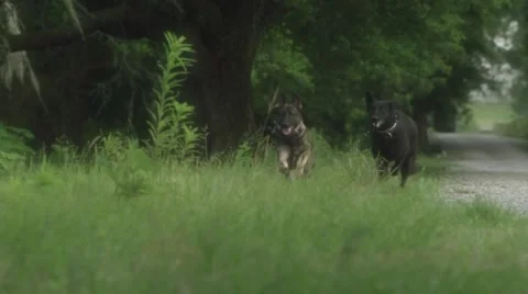 Trained dogs running on grass during the day Vídeos de archivo 67554857