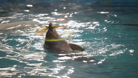 Trained dolphin entertainment. rotating hoop ring in aquarium Stock Footage 131399089