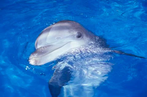 Trained Dolphin, Magic Mountain, Los Angeles, CA Stock Photos