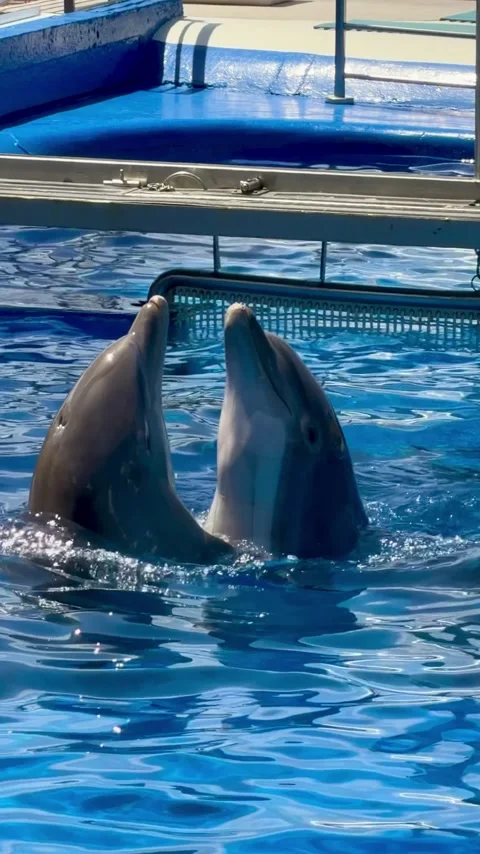 Trained dolphins dance in a pool Stock Footage 338319526