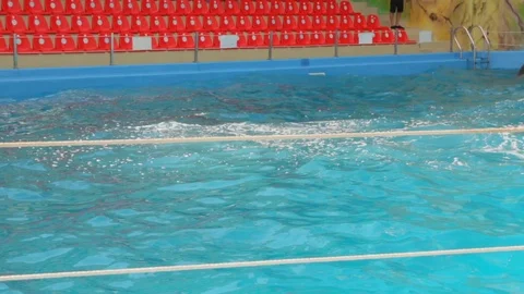 Trained Dolphins Swim Stock Footage 102347271