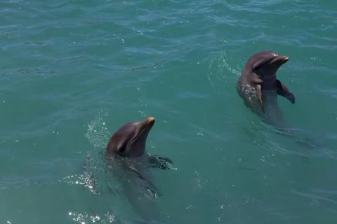 Trained dolphins swimming in captivity Stock Photos