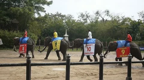Trained Elephants walking one by one wearing soccer jersey Stock Footage 18151535