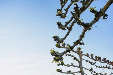Trained Espalier Tree Branches Forming Geometric Pattern Against Clear Sky Stock Photos