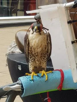 Trained falcon 库存照片