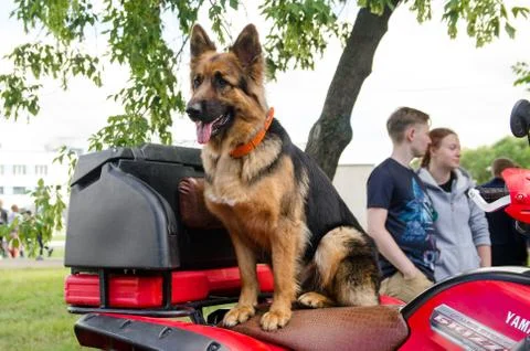Trained German shepherd on a red ATV waiting for a ride Foto stock