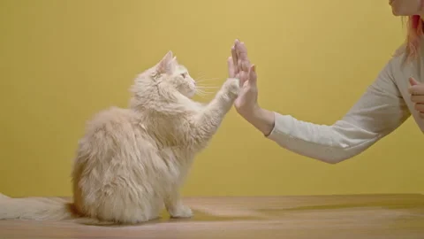 A trained ginger cat sits and high-fives a girl. Stock Footage 252207678