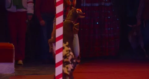 Trained goat is standing on its back legs and spinning around, circus show, 4k Stock Footage 147191304