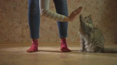 Trained gray pet cat gives paw like a high five Stock Footage 144638775