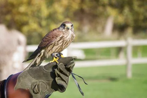 Trained hawk on the trainers gloved hand Stock Photos