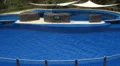 Trained jumping Dolphins HD Footage