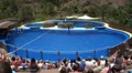 Trained jumping Dolphins HD Footage
