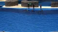 Trained jumping Dolphins HD Footage