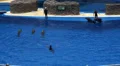 Trained jumping Dolphins HD Footage