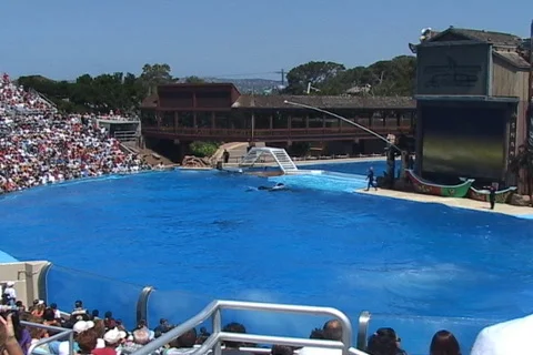 Trained Killer whale does a front flip Stock Footage 281842