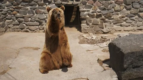 Trained large brown bear asks for food from zoo visitors Stock Footage 312249223