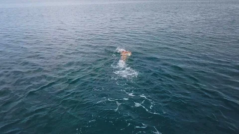 Trained man swims in open water in the sea Stock Footage 99364995