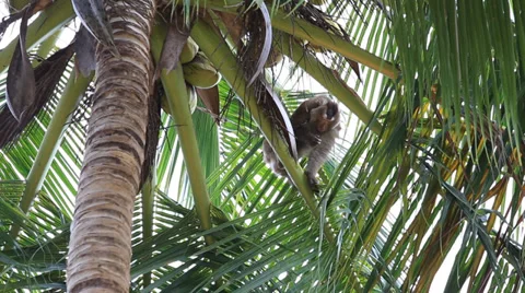Trained monkey for breaking coconuts on the palm tree.  Koh Phangan, Thailand Stock Footage 37811730