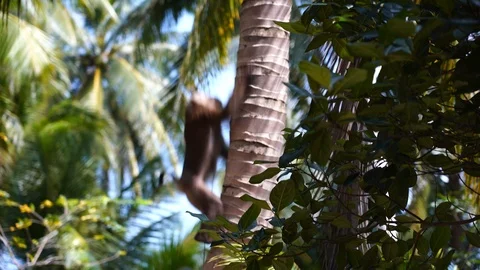 A trained monkey for breaking coconuts on the palm tree, Thailand Stock Footage 124623338