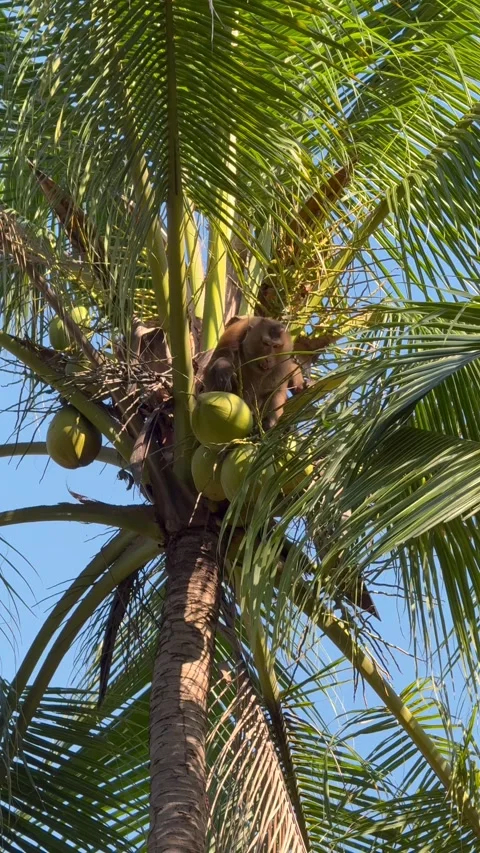 Trained monkey harvesting green coconuts on a palm tree in Thailand 스톡 동영상 336681108