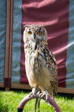 Trained owl Stock Photos
