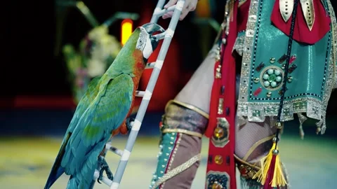 A trained parrot climbs a small staircase. Stock-Footage 317677262