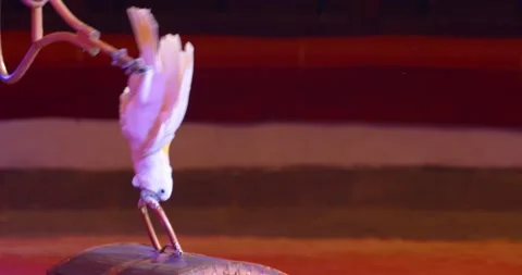 Trained parrot grabs onto the chest handle, circus performance, birds, 4k Vídeos de archivo 146145305