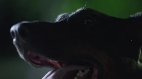 Trained pet dog at night Vídeo Stock 67555144