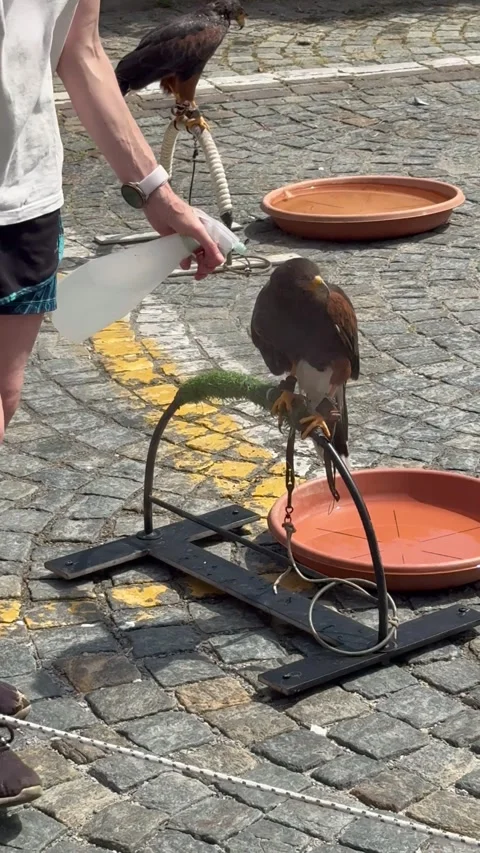 Trained Raptor on Display During Educational Show. Stock Footage 337100465