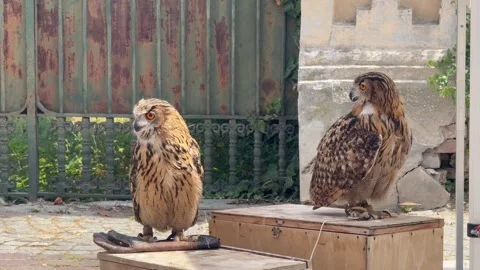 Trained Raptor on Display During Educational Show. Stock Footage 337100745