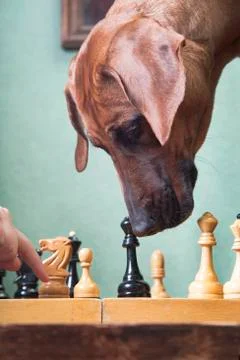 Trained Rhodesian Ridgeback dog plays chess Stock Photos
