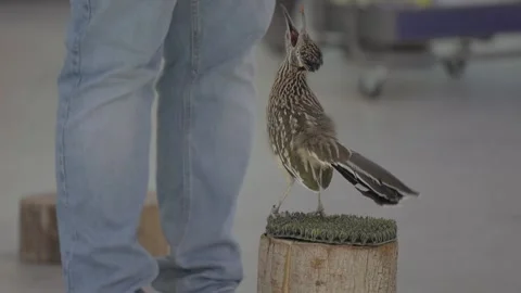 Trained road runner grabs food from trainer Vídeo Stock 295688497