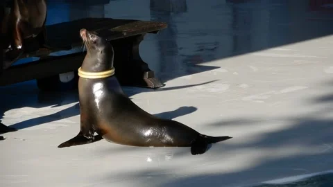 Trained Seal 002 Catching Hoops Around Its Neck And Then Being Fed Fish By Vidéo 225579038
