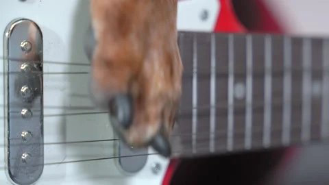 Trained smart dog plays an electric guitar, a paw pulls the strings, close up Video stock 159518598