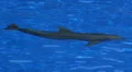 Trained swimming Dolphin in pool HD Footage