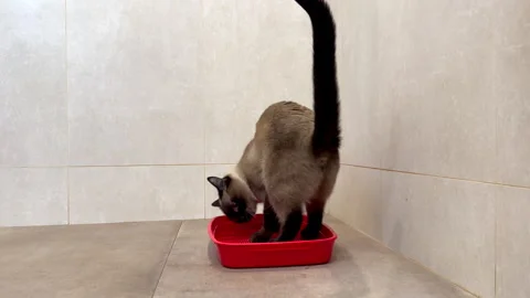 Trained Thai Siamese cat poops in a red tray Stock Footage 268409535