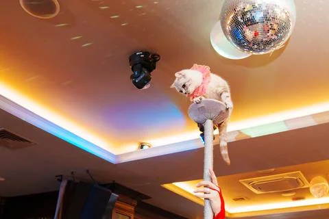 A trained white cat. circus performance with animals. Foto stock