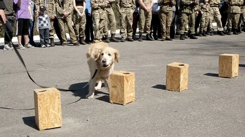 Trained white dog in the square among the people performing the tasks of a Stock Footage 113232076