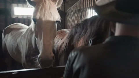 Trainee learns grooming skills with two horses at stable. Trainee observes and 動画素材 333314951