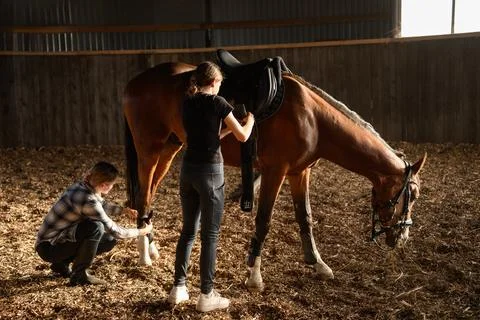 Trainer and student adjusting saddle and bandaging legs of brown horse in sunlit Фото