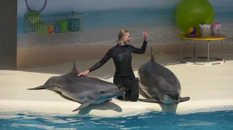 Trainer and two dolphins in dolphinarium Stock Footage 64622685
