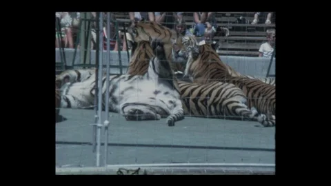 Trainer carries tiger during Tiger act at circus Stock Footage