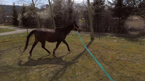 Trainer check condition of old brown horse on lunge string. Regular lunging of o Stock Footage 128941317