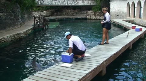 Trainer communicates with dolphins in water Stock Footage 53353745